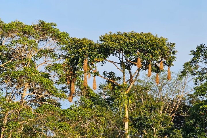 Amazon Jungle & Baños Adventure City: 4 dias de natureza e vida selvagem