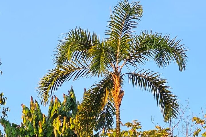 Amazon Jungle & Baños Adventure City: 4 dias de natureza e vida selvagem