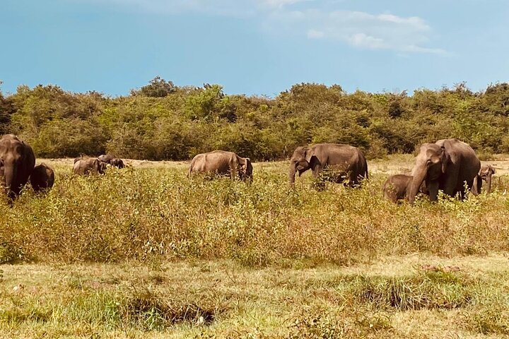 Udawalawe National Park Halvdags Jeep Safari (privat tur)