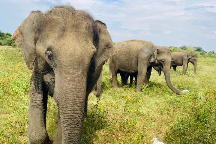 Udawalawe National Park Halvdags Jeep Safari (privat tur)