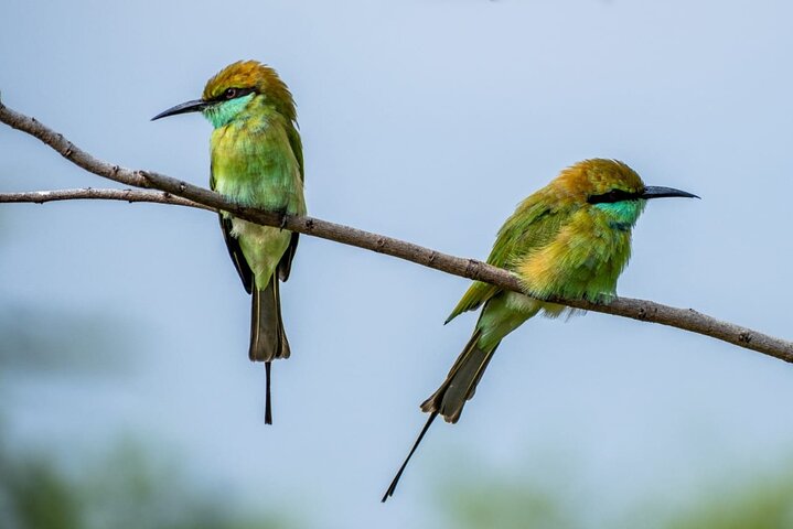 Udawalawe National Park Halvdags Jeep Safari (privat tur)