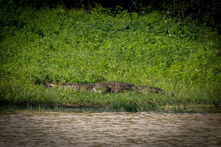 Udawalawe National Park Halvdags Jeep Safari (privat tur)