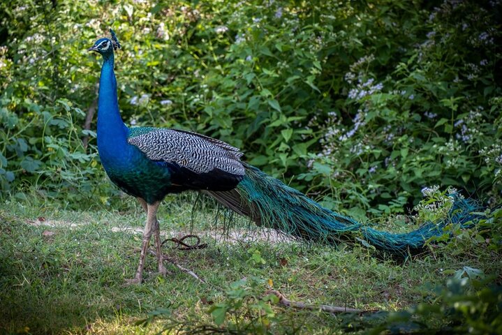 Udawalawe National Park Halvdags Jeep Safari (privat tur)