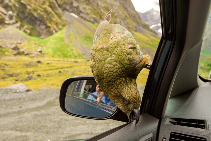 Excursies van Christchurch naar Arthur's Pass + TranzAlpine trein & lunch