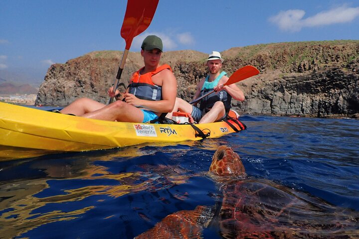 Tenerife: Turtle og delfin kajakk tur med snorkling og våtdrakt