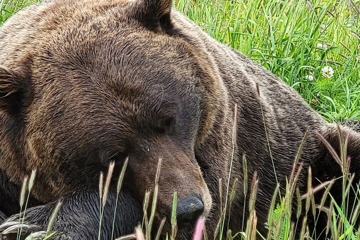 Tour avventuroso con vista sul ghiacciaio e fauna selvatica di Anchorage