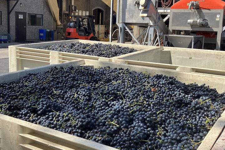 "Melhor Tour Privado de Vinhos de Napa ou Sonoma para até 8 Pessoas"