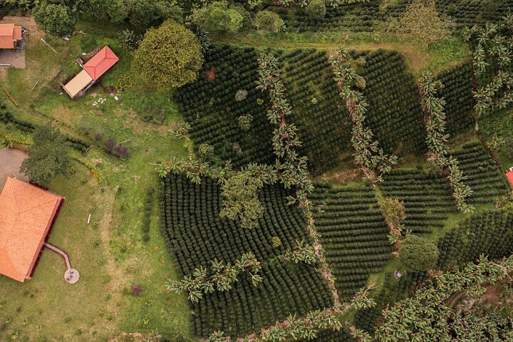 Kaffe- og jeep-tur på Finca Mariposa i Jardin