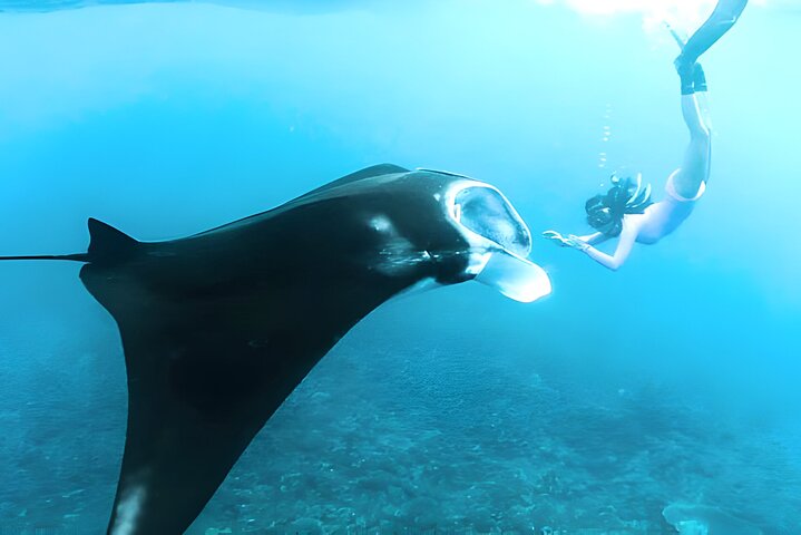 Privat dagstur till Nusa Penida med snorkling och Kelingking Beach