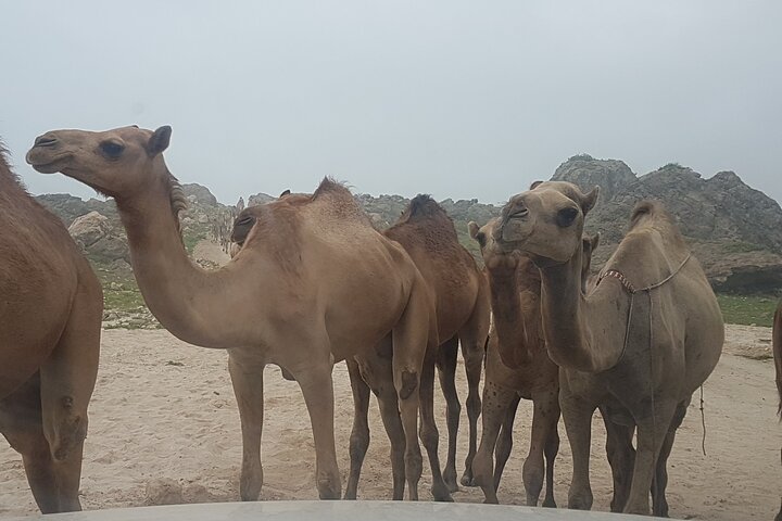West Salalah Tour - Caraibi d'Oriente - Spiaggia di Fazayah con città