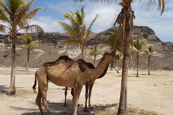 West Salalah Tour - Caraibi d'Oriente - Spiaggia di Fazayah con città