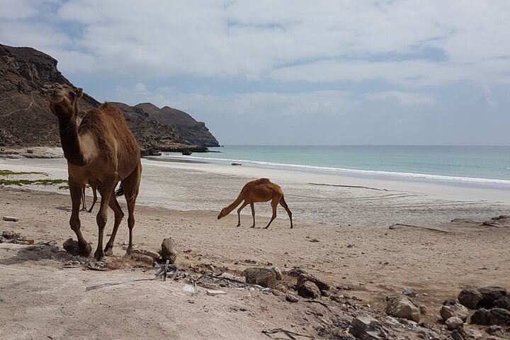West Salalah Tour - Caraibi d'Oriente - Spiaggia di Fazayah con città