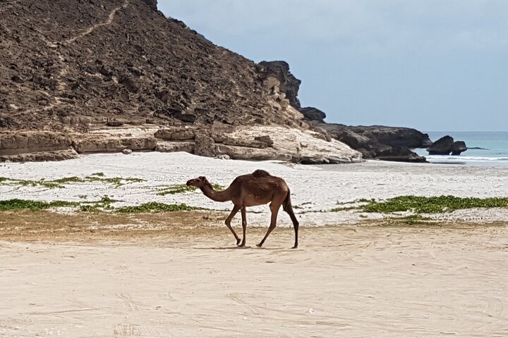 West Salalah Tour - Caraibi d'Oriente - Spiaggia di Fazayah con città