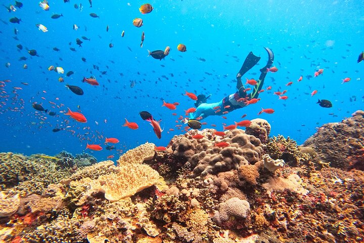 Nager avec les raies manta : excursion d'une journée de plongée en apnée au départ de Bali