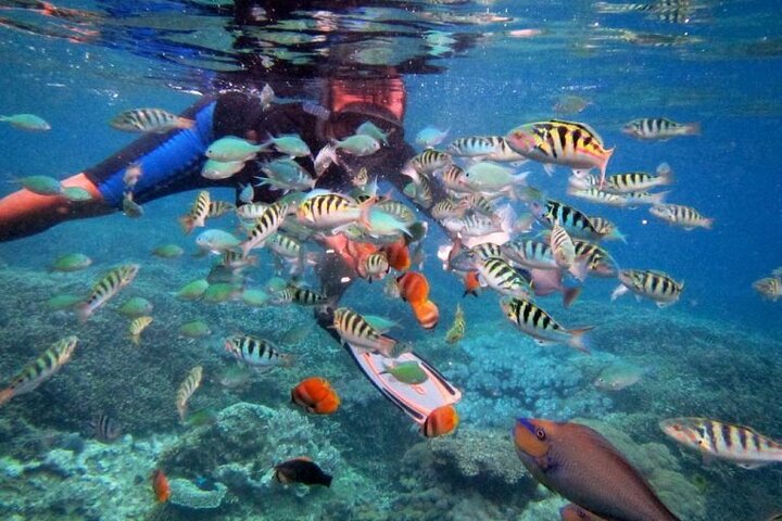 Nager avec les raies manta : excursion d'une journée de plongée en apnée au départ de Bali