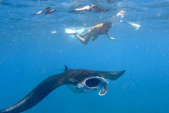 Nager avec les raies manta : excursion d'une journée de plongée en apnée au départ de Bali