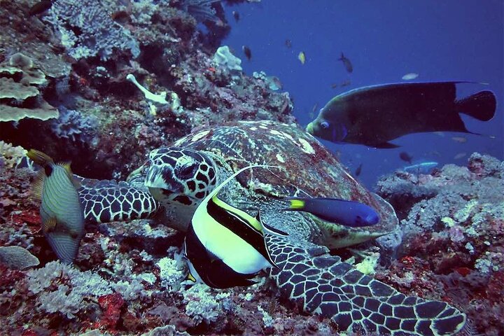 Nager avec les raies manta : excursion d'une journée de plongée en apnée au départ de Bali