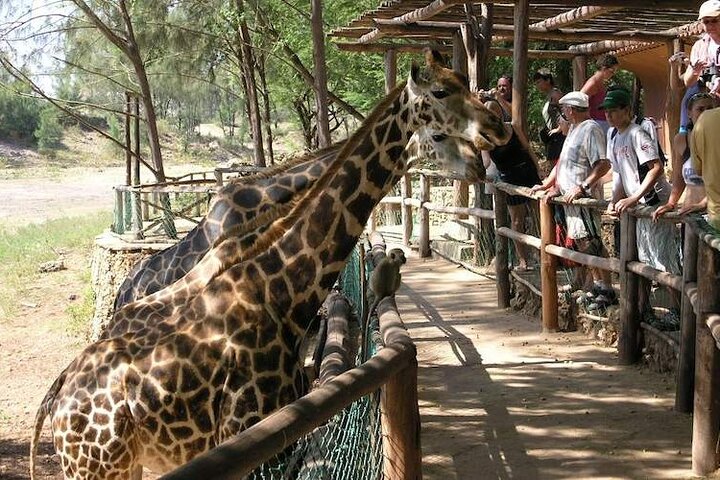 Mombasa Getaway with Haller Park Tours