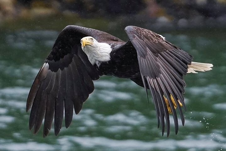 Tour dei pescatori di granchi di mare di Bering da Ketchikan