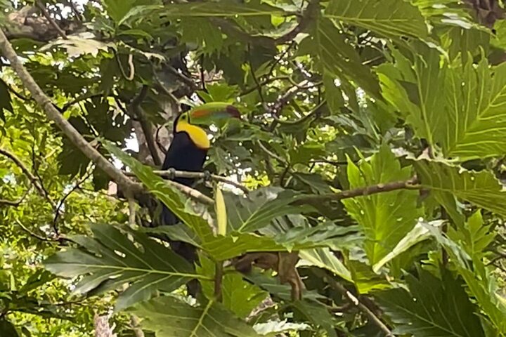 Puerto Viejo Tour de Perezosos en la jungla y en el río con kayak