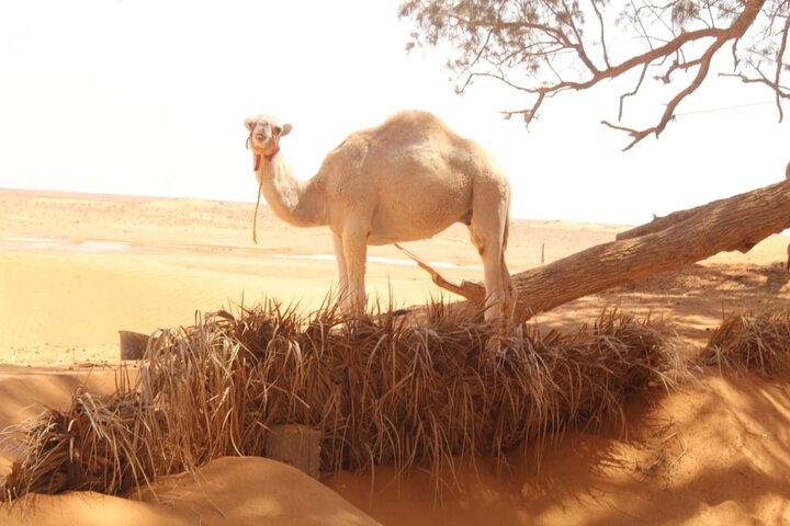en dag i Ksar Ghilane Star Wars Tours med afgang fra Djerba