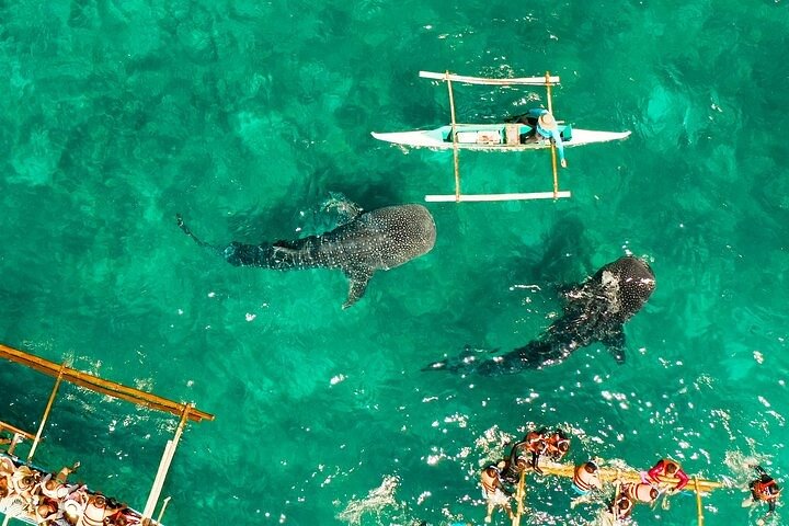 Da Cebu : Oslob Whale Shark Swimming & Moalboal Sardine Run Tour