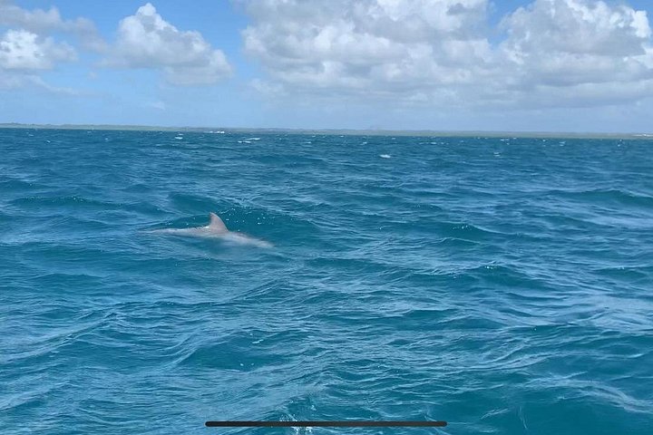 One-day boat trip to the lagoon of Guadeloupe