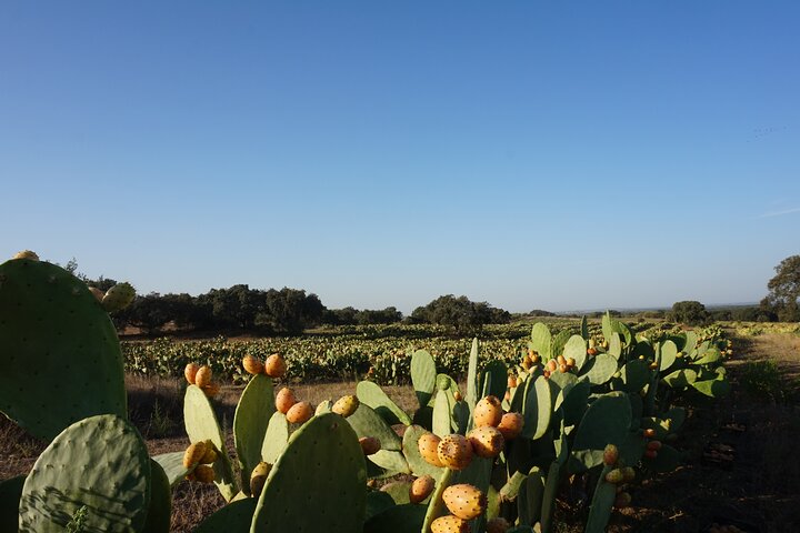 Tour privado de los corchos y las chumberas: visita privada a las fincas de Pepe Aromas