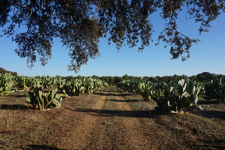 Tour privado de los corchos y las chumberas: visita privada a las fincas de Pepe Aromas