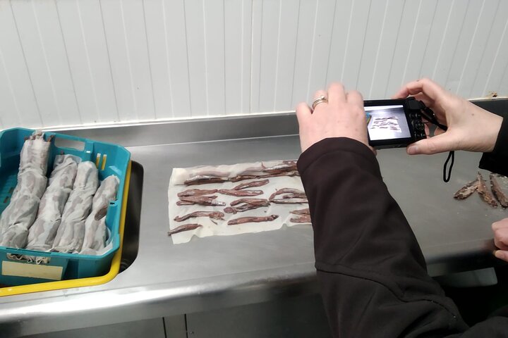 Visite de l'usine d'anchois et des marais de Santoña avec dégustation