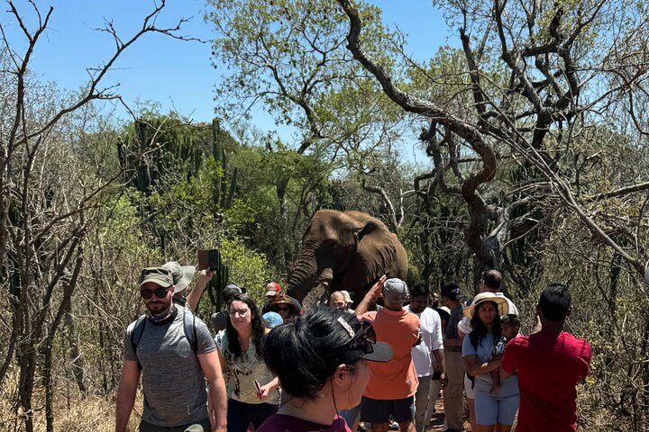 Tour zum Elefantenschutzgebiet ab Johannesburg