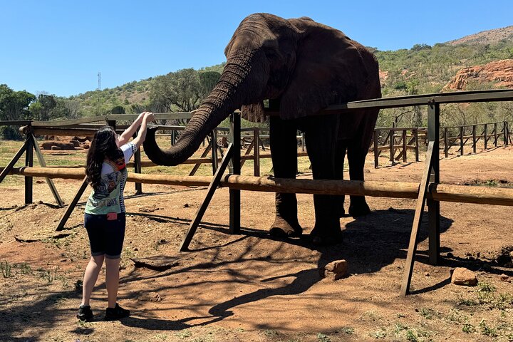 Tour zum Elefantenschutzgebiet ab Johannesburg