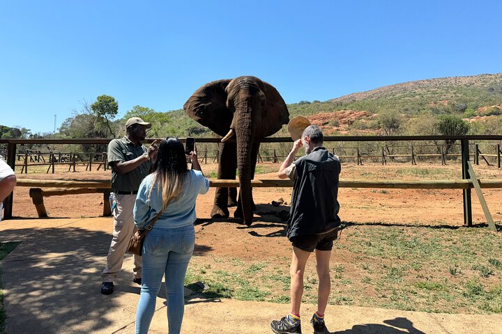 Tour zum Elefantenschutzgebiet ab Johannesburg