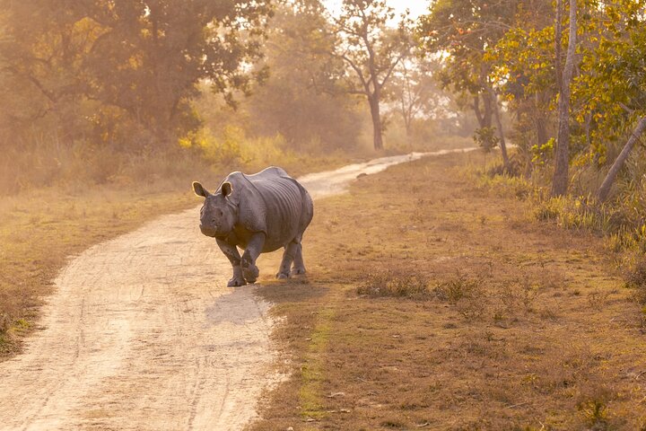 Excursion d'une journée au parc national de Kaziranga (visite privée guidée de Guwahati)