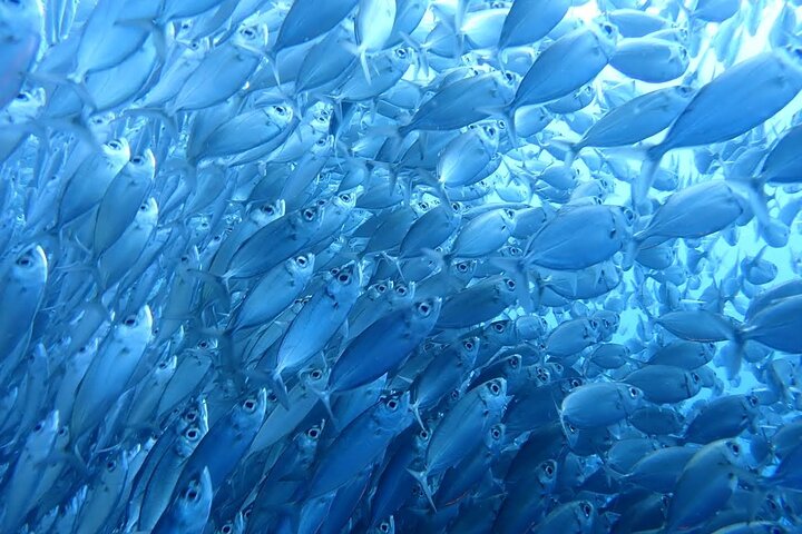 Da Cebu : Oslob Whale Shark Swimming & Moalboal Sardine Run Tour