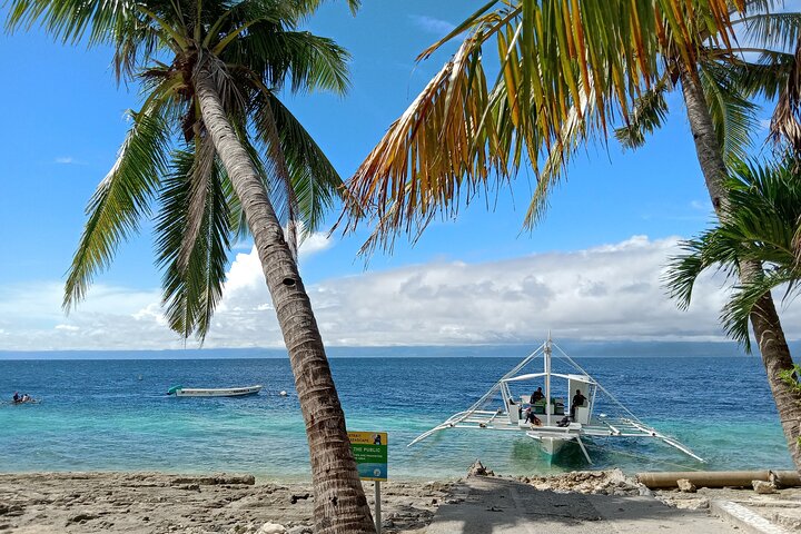 Da Cebu : Oslob Whale Shark Swimming & Moalboal Sardine Run Tour