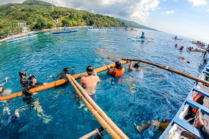 Da Cebu : Oslob Whale Shark Swimming & Moalboal Sardine Run Tour