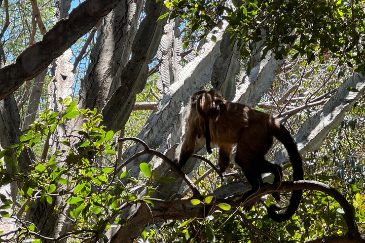 Tour zum Elefanten- und Affenschutzgebiet ab Johannesburg