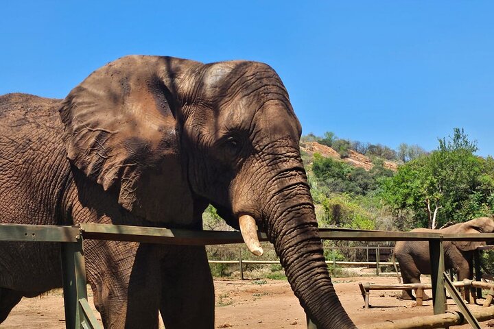 Tour zum Elefanten- und Affenschutzgebiet ab Johannesburg