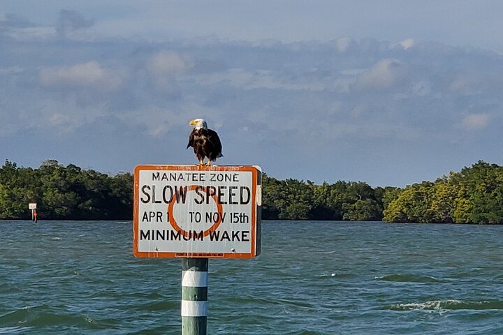 Fort Myers Beach Dolfijnen & bezienswaardigheden Tour Drankjes inbegrepen