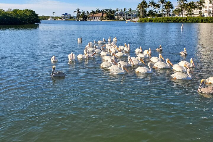 Fort Myers Beach Dolfijnen & bezienswaardigheden Tour Drankjes inbegrepen