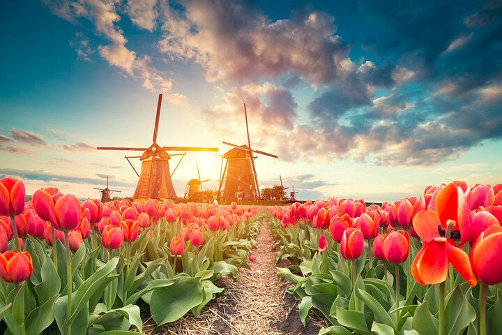 Heldags privat fototur i Kinderdijk från Rotterdams hamn