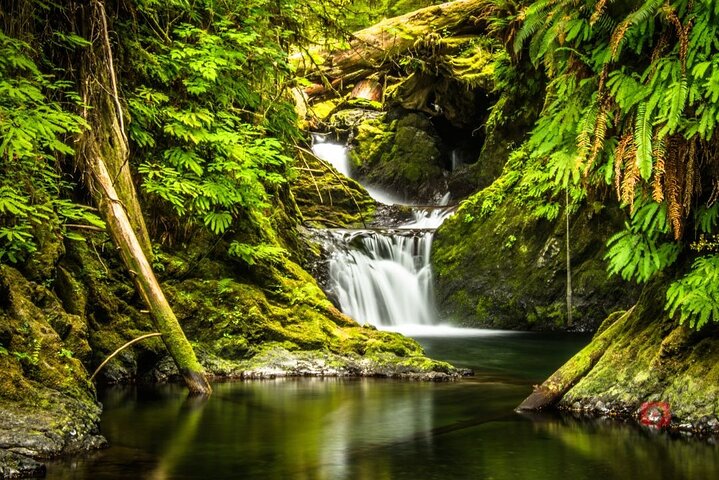 Självguidad Audio Driving Tour i Olympic National Park