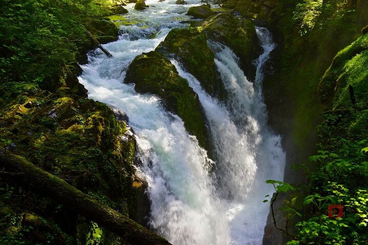 Självguidad Audio Driving Tour i Olympic National Park