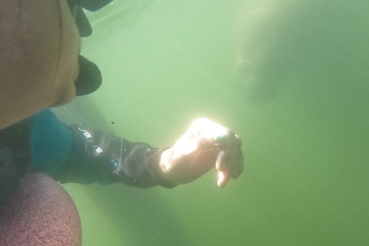 Natación de manatí todo incluido para grupos pequeños de 3 horas con foto gratis pkg