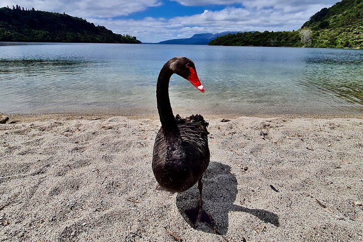 Rotorua via Kiwi/sjøland og et besøk til ikoniske Whakarewarewa