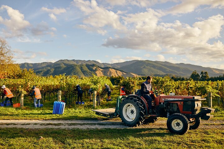 Gourmet Gold Wine Tour: concediti i migliori vini di Cloudy Bay