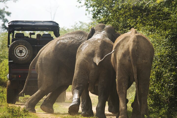 Parco nazionale di Udawalawe — 4 - Safari privato in jeep di 4 ore (ritiro)