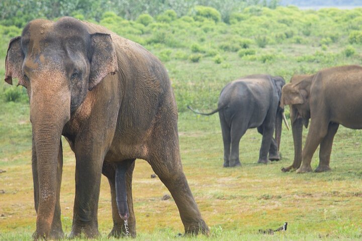 Parco nazionale di Udawalawe — 4 - Safari privato in jeep di 4 ore (ritiro)