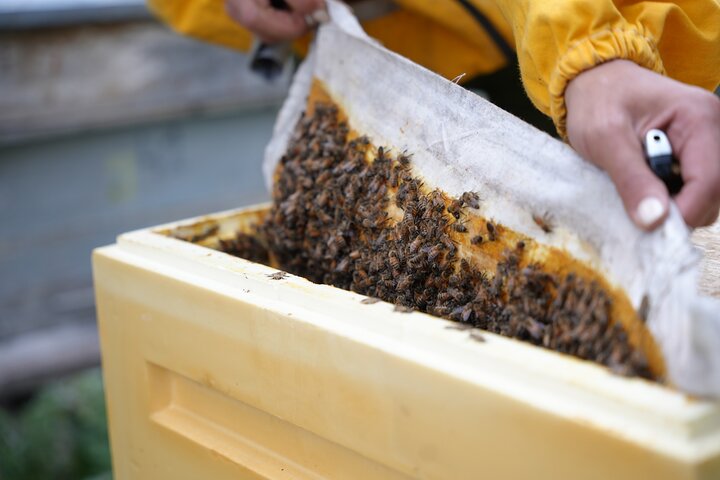 Visite privée d'une ferme de miel et fabrication de bougies en cire d'abeille à Spitak